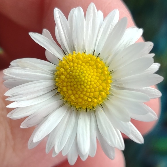 Meet your Posher, E - Picture 1 of 1